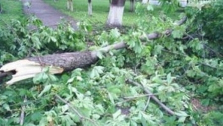 В Кременчуге упавшая ветка травмировала двух девочек