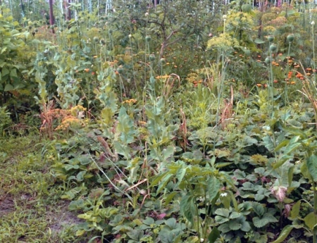 У Кременчуцькому районі вилучили снодійний мак