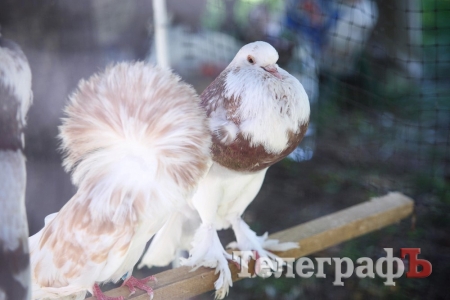 Кременчужан порадували голубами та кроликами