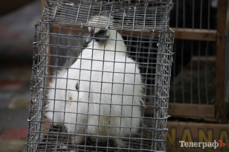 Кременчужан порадували голубами та кроликами