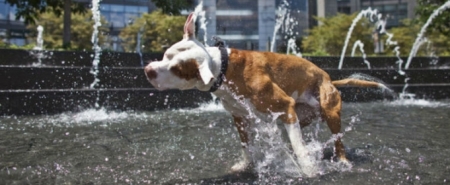 Завтра, 24 июля, будет жара до +37 градусов