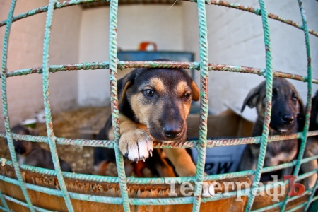 Як живеться чотирилапим бездомним у Кременчуці