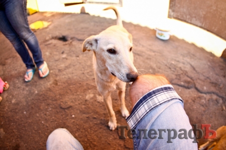 Як живеться чотирилапим бездомним у Кременчуці