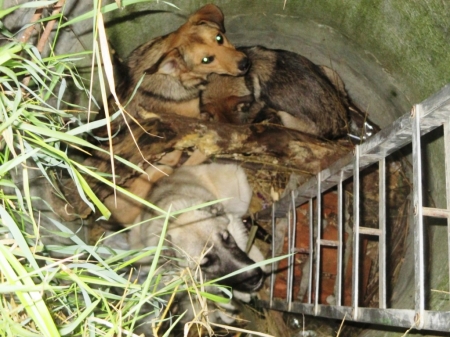В Кременчуге на Молодёжном спасали собак В Кременчуге на Молодёжном спасали собак