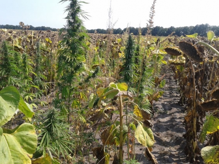 На Полтавщине милиционеры сожгли 5 тысяч кустов «подсолнечной» конопли