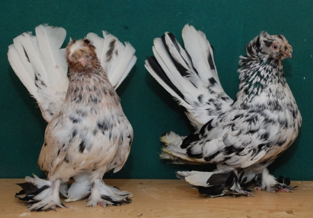 26 сентября. В Кременчуге состоится Всеукраинская выставка голубей