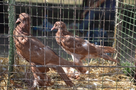 День города в Кременчуге: фоторепортаж