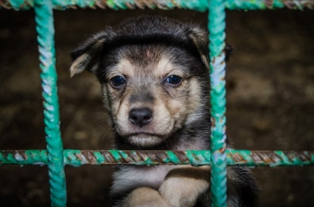 Зима на пороге - "согрей" будку собаке