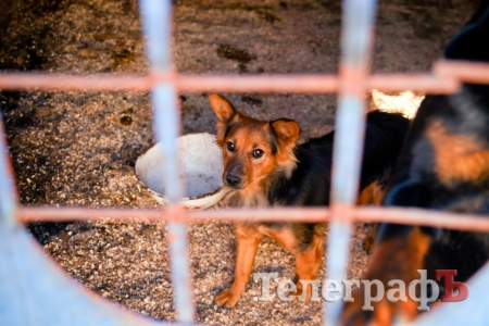 Кременчужанка приютила брошенных и больных собак