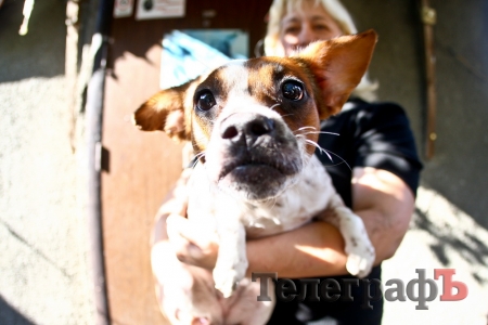 Кременчужанка приютила брошенных и больных собак