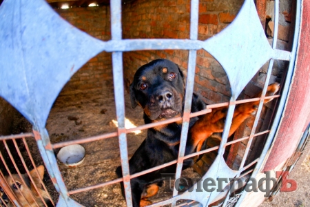 Кременчужанка приютила брошенных и больных собак