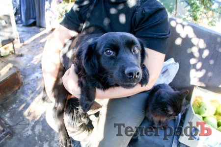 Кременчужанка приютила брошенных и больных собак