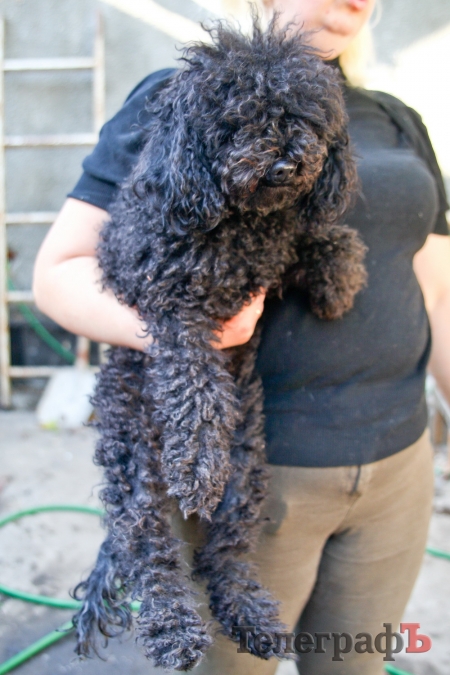 Кременчужанка приютила брошенных и больных собак