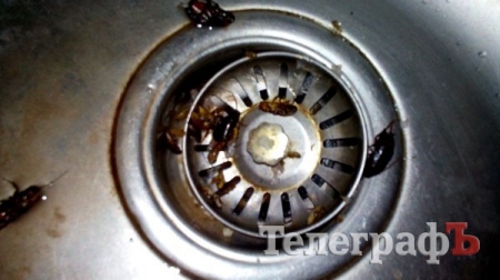 Кременчужан на Переяславской атакуют большие чёрные тараканы