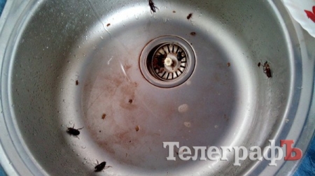 Кременчужан на Переяславской атакуют большие чёрные тараканы