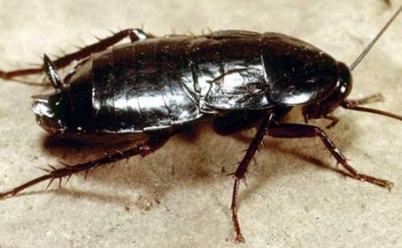 Кременчужан на Переяславской атакуют большие чёрные тараканы