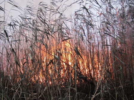 Нижнесульский природный парк горит уже неделю – спасатели перекрыли реку