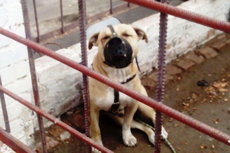 В Кобеляках собака прокусила 6-летней девочке сонную артерию 