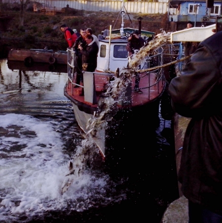 В Кременчуге в Днепр выпустили 13 тысяч толстолобиков В Кременчуге в Днепр выпустили 13 тысяч толстолобиков
