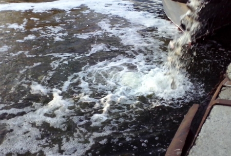 В Кременчуге в Днепр выпустили 13 тысяч толстолобиков