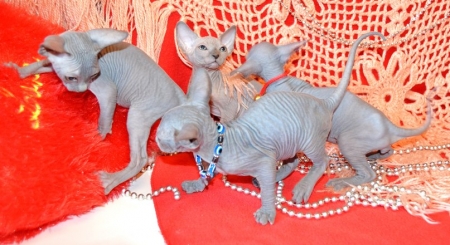 5 и 6 марта в Кременчуге состоится Выставка элитных пород кошек
