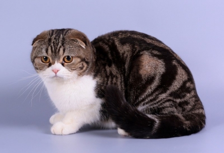 5 и 6 марта в Кременчуге состоится Выставка элитных пород кошек