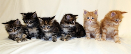 5 и 6 марта в Кременчуге состоится Выставка элитных пород кошек