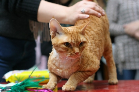 5 и 6 марта в Кременчуге состоится Выставка элитных пород кошек