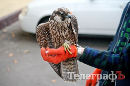 Кременчужане нашли во дворе многоэтажки сокола из Красной книги