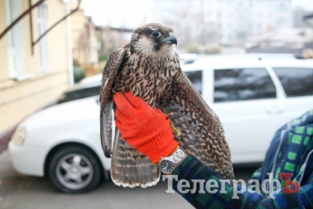 Кременчужане нашли во дворе многоэтажки сокола из Красной книги