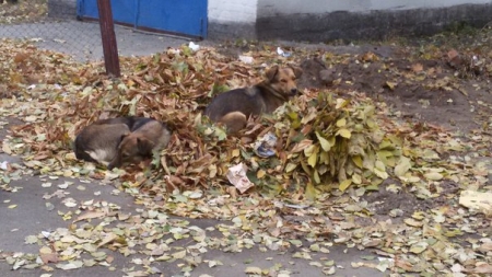 "Від собак відбивалися каштанами", - кременчужанка Людмила