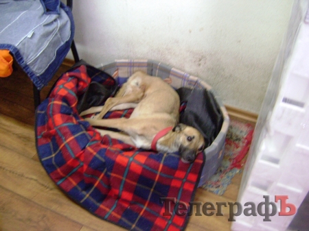 Дети пришли на экскурсию в собачий приют в Кременчуге