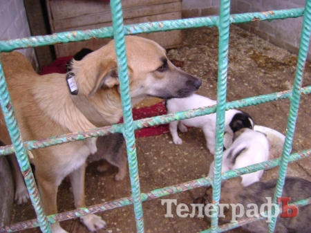 Дети пришли на экскурсию в собачий приют в Кременчуге