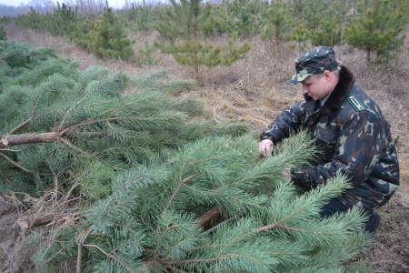 В Кременчугском лесхозе назвали цены на новогодние ёлки в 2015 году