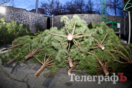 У Кременчуці розпочали торгівлю новорічними ялинками