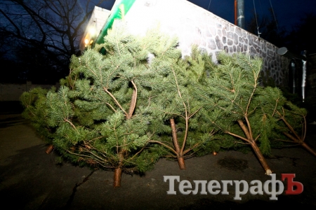 У Кременчуці розпочали торгівлю новорічними ялинками