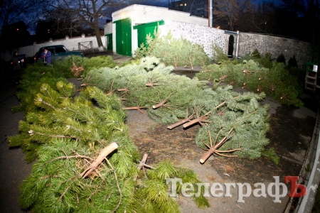 У Кременчуці розпочали торгівлю новорічними ялинками