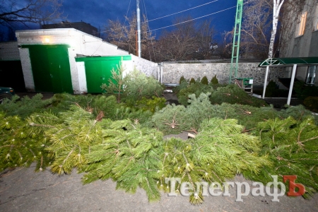 У Кременчуці розпочали торгівлю новорічними ялинками
