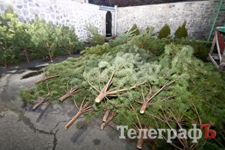 У Кременчуці розпочали торгівлю новорічними ялинками