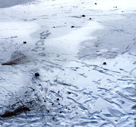 Белые лебеди будут зимовать в «Городском саду» Кременчуга, чёрных забрали