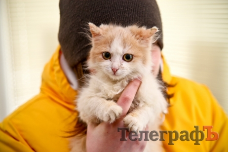 Кот, которому просто не повезло