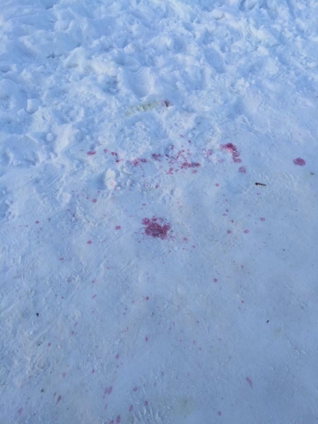 «В Кременчуге травят собак», – в соцсетях предупреждают о новом яде, но «Спецсервису» ещё ни одна отравленная собака не попадалась