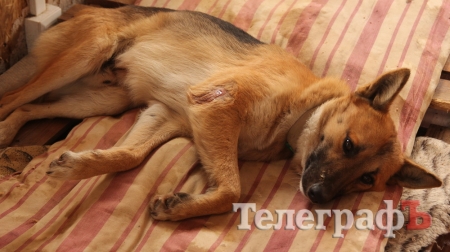 В Кременчуге кто-то отстреливает бездомных собак