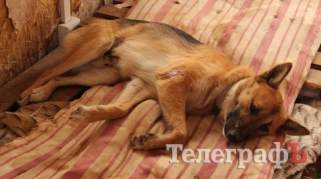 В Кременчуге кто-то отстреливает бездомных собак В Кременчуге кто-то отстреливает бездомных собак