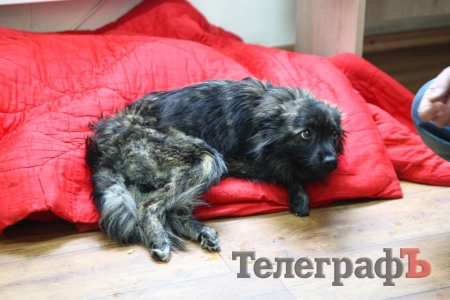 В Кременчуге кто-то отстреливает бездомных собак