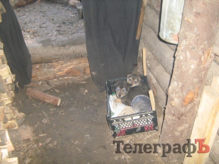 Підтримка кременчужан і "пухнасті клубочки" допомагають військовим на фронті