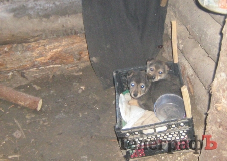 Підтримка кременчужан і "пухнасті клубочки" допомагають військовим на фронті