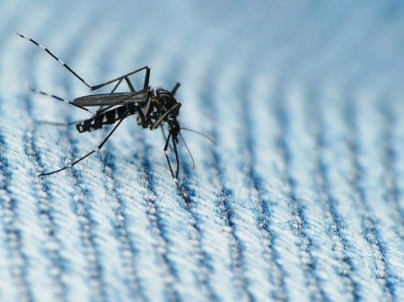 Вирус Зика уже в России. Что ожидает Украину?