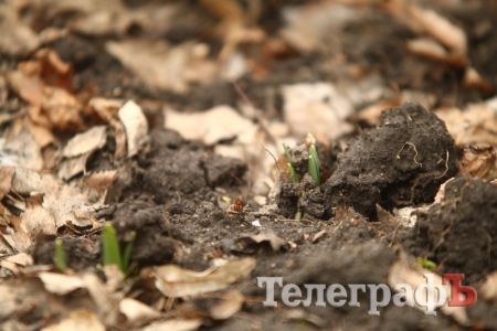 Живые мертвецы! Нарциссы-зомби появились на улицах Кременчуга