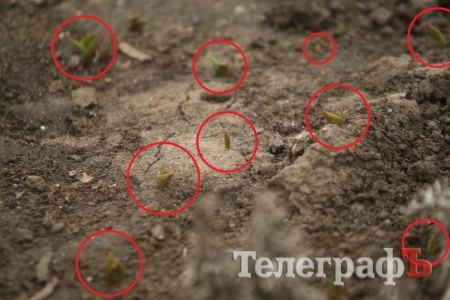 Живые мертвецы! Нарциссы-зомби появились на улицах Кременчуга